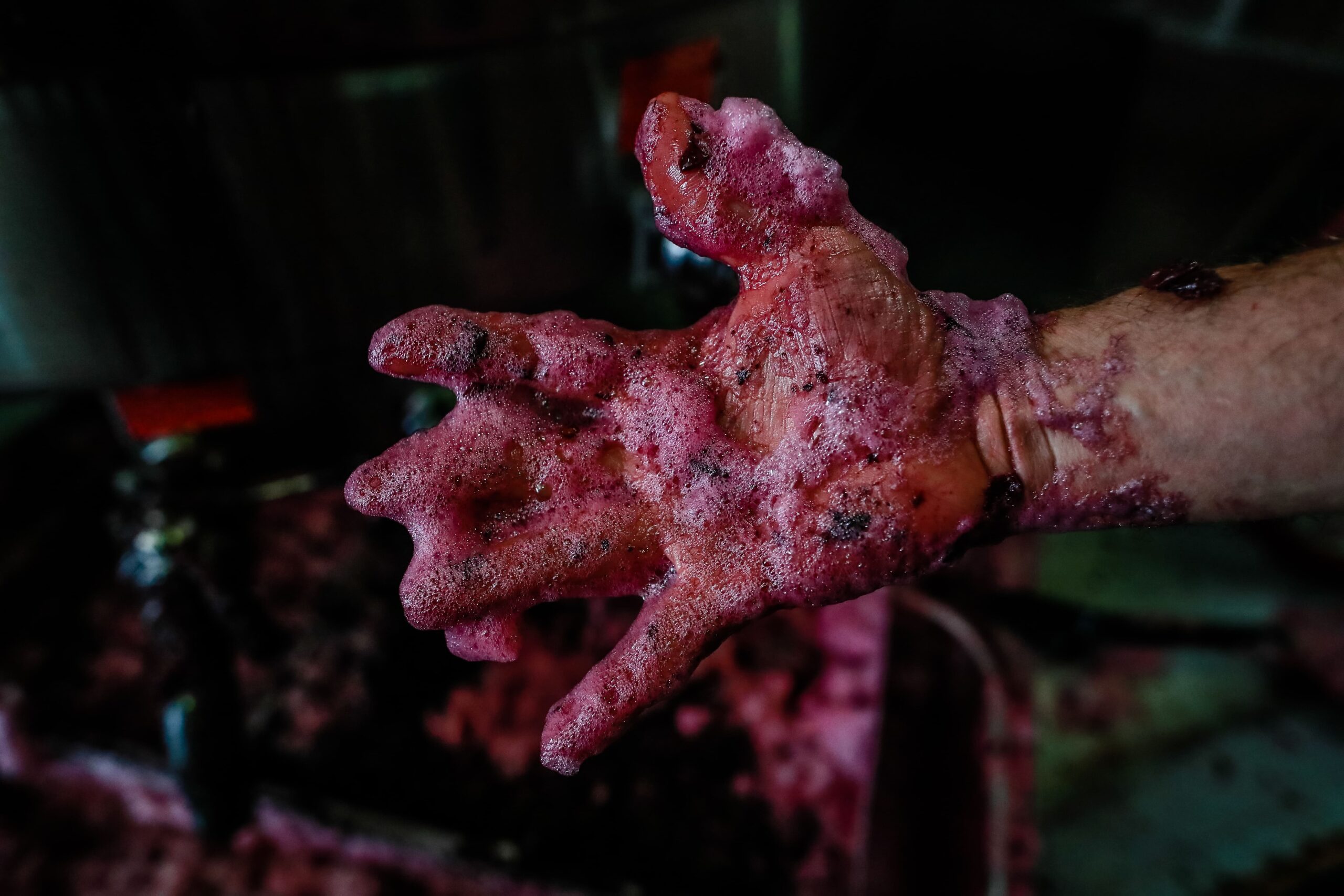 Début des fermentations, la main est recouverte de vin mousseux à cause du gaz carbonique