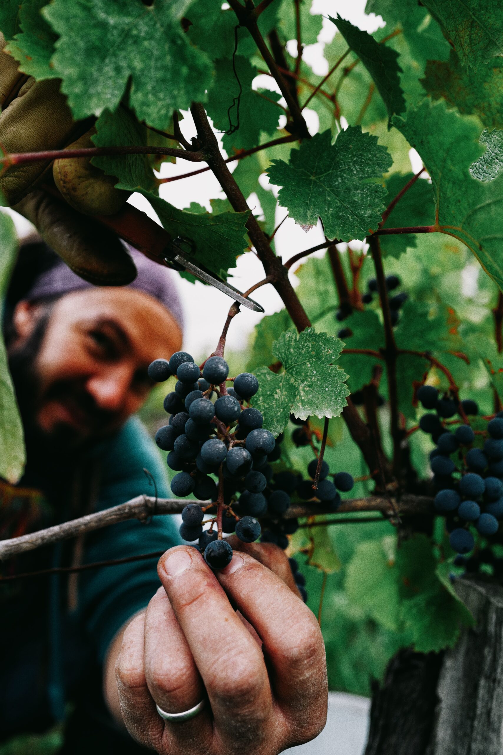 Vendange à la main pour notre équipe