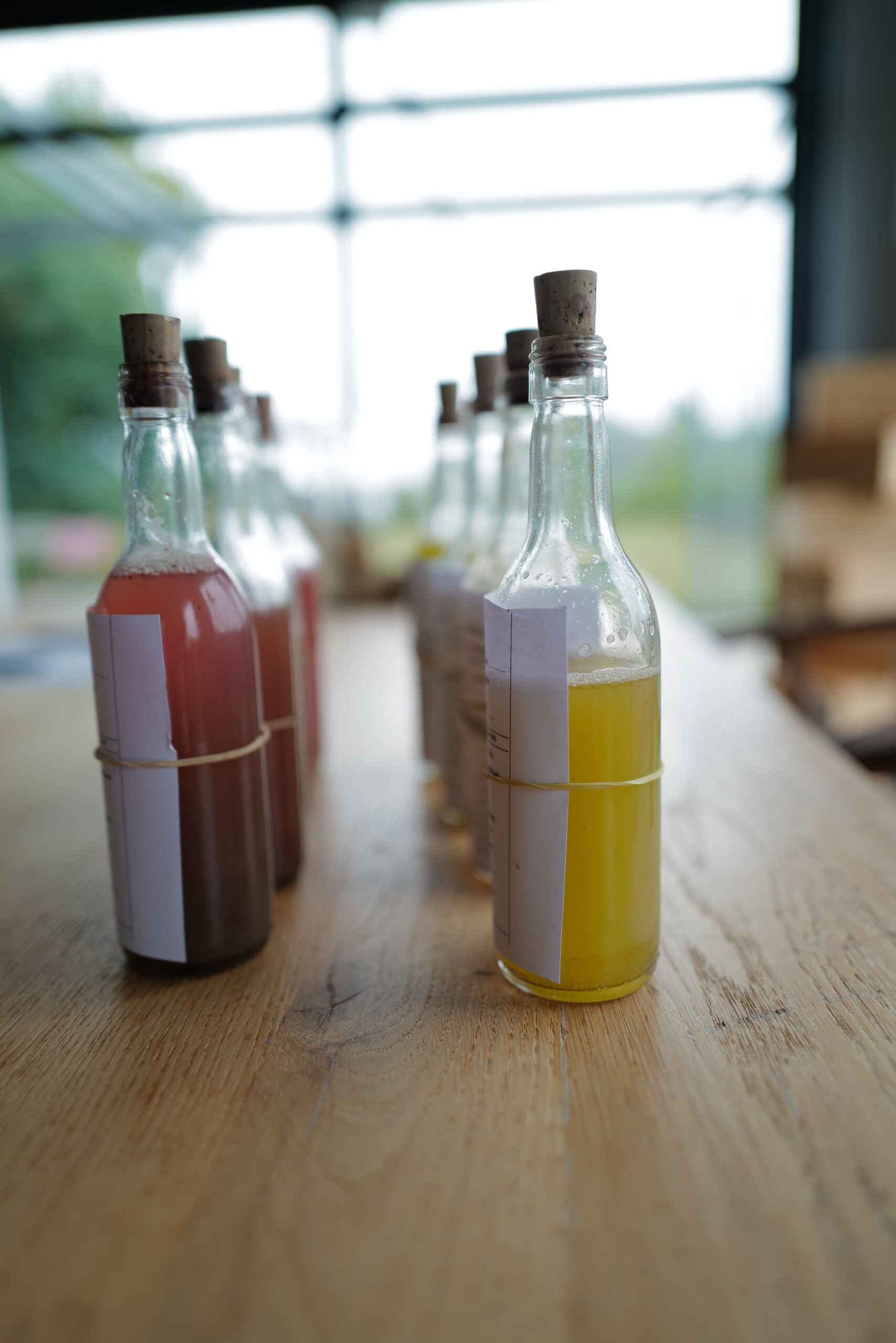 Dégustation et analyse des échantillons pendant les vendanges